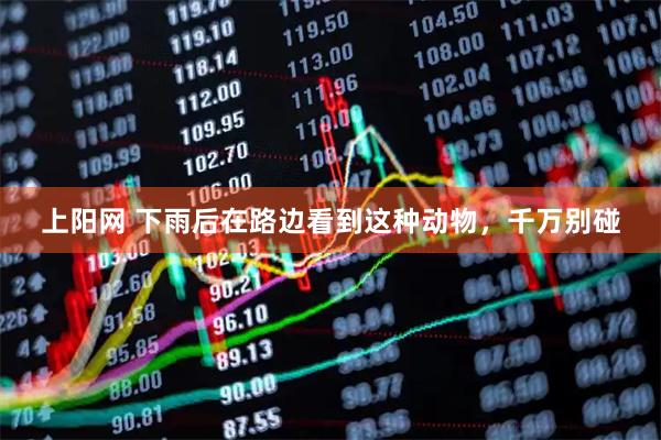 上阳网 下雨后在路边看到这种动物，千万别碰
